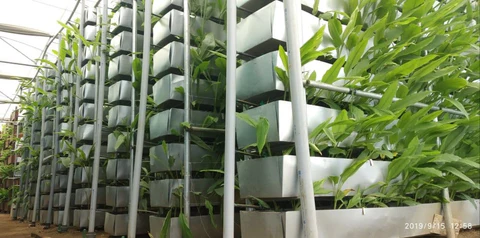 Drip irrigation system enabling precise moisture control in turmeric cultivation