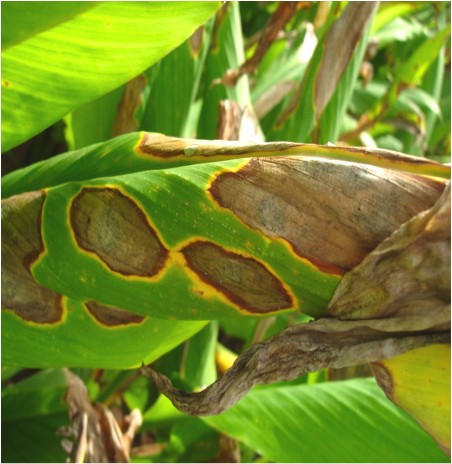 Lakadong Turmeric under Protected Cultivation – Part 9: Pest, Disease, and Soil Biology Management