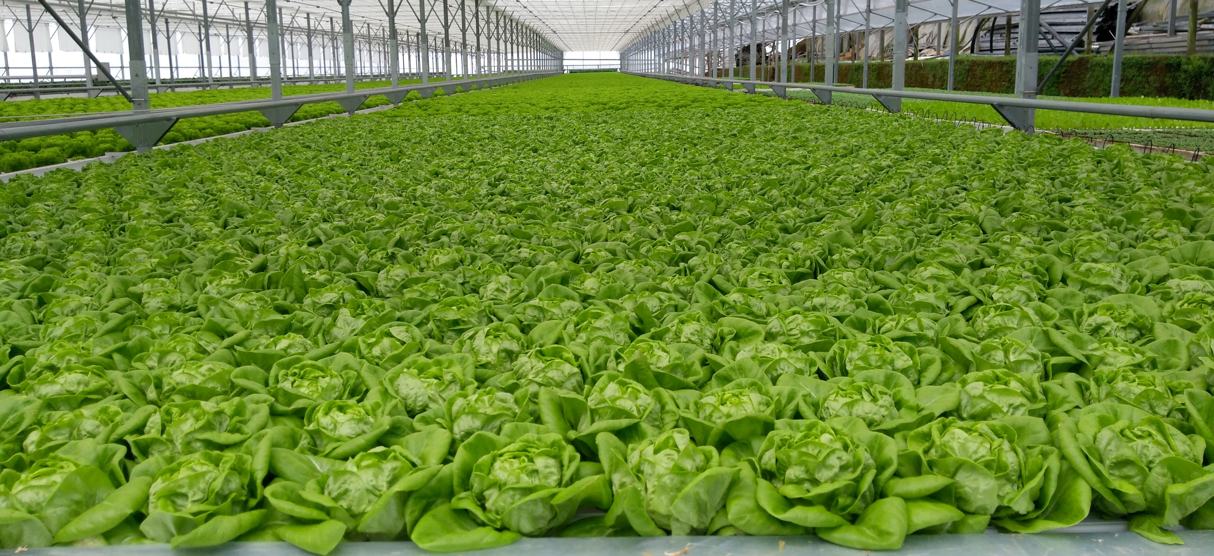 Lettuce cultivation under hydroponics: system selection, nutrient management, and yield optimization
