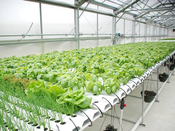 NFT channels with lettuce plants