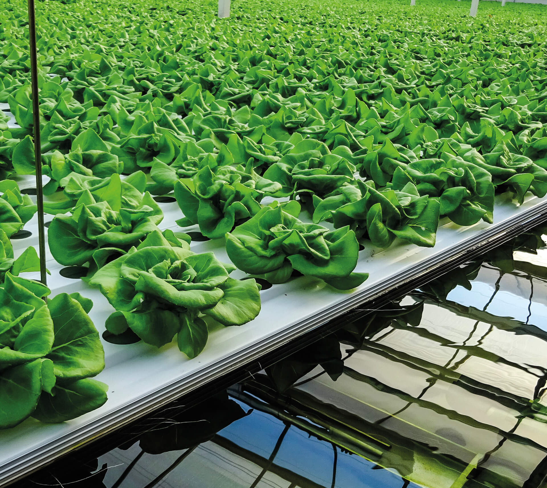 Deep water culture lettuce system
