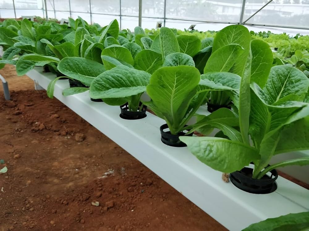 Lettuce seedlings in nursery trays