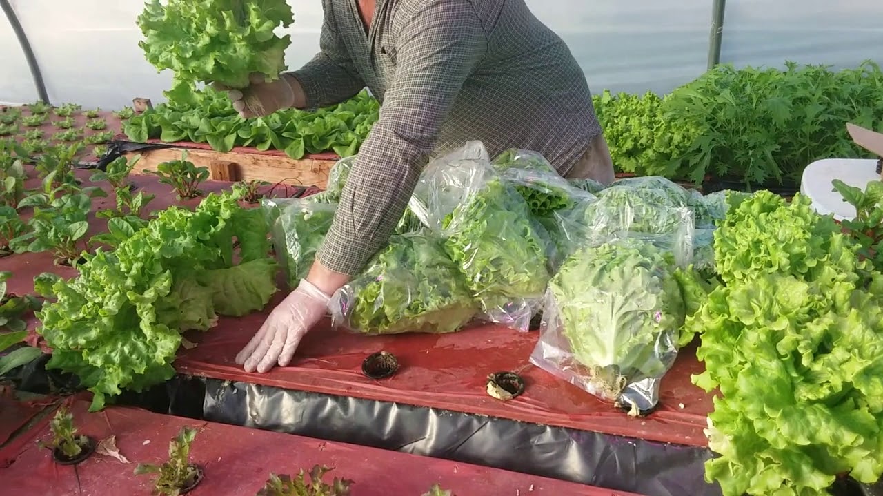 Harvest-ready hydroponic lettuce