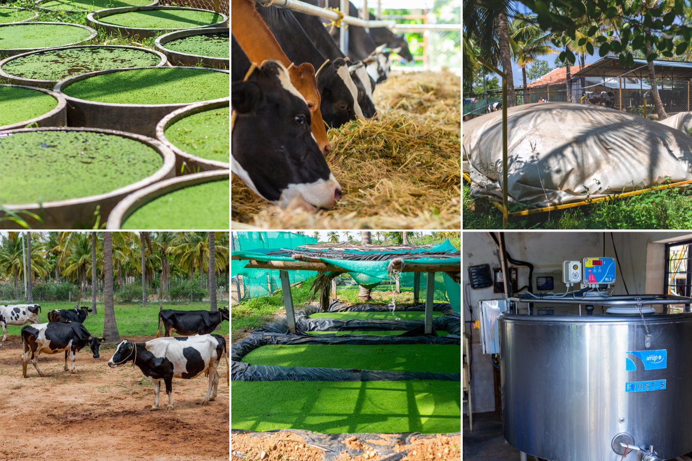 Akshayakalpa Organic Dairy – Direct Farmer Linked Milk Brand