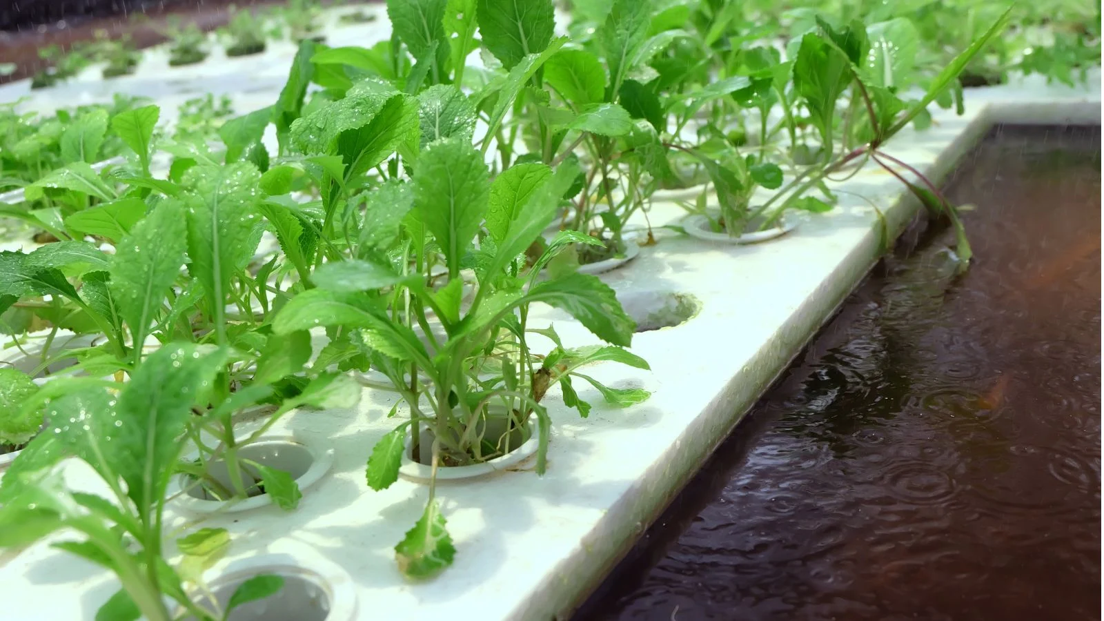 Mint grown in DWC raft system