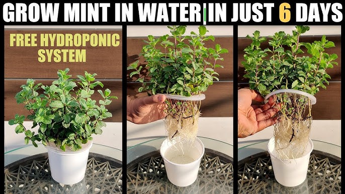 Mint root system in hydroponics