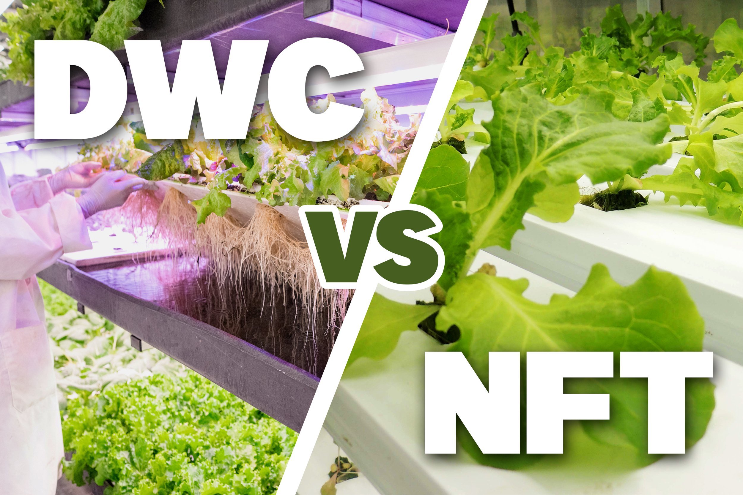 Combined NFT and DWC hydroponic mint systems