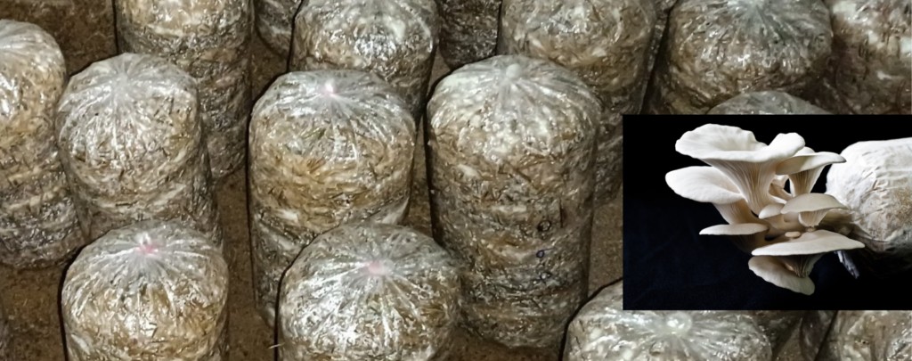 Layer-wise filling logic of oyster mushroom cultivation bags