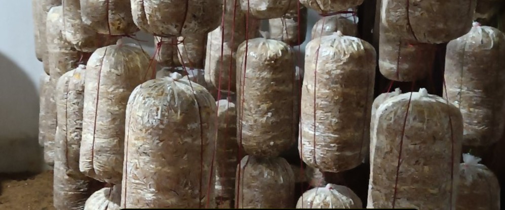 Vertical hanging system for oyster mushroom bags in polyhouse