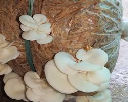 Vertical hanging system for oyster mushroom bags in polyhouse