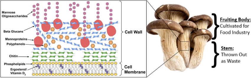 Botanical structure of oyster mushroom fruiting body