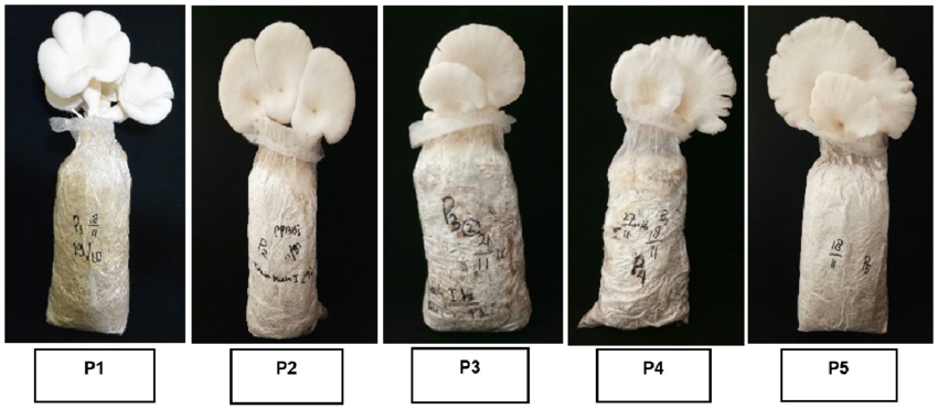 Oyster mushroom fruiting stage inside polyhouse