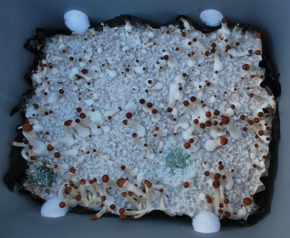 Green mold contamination in oyster mushroom cultivation