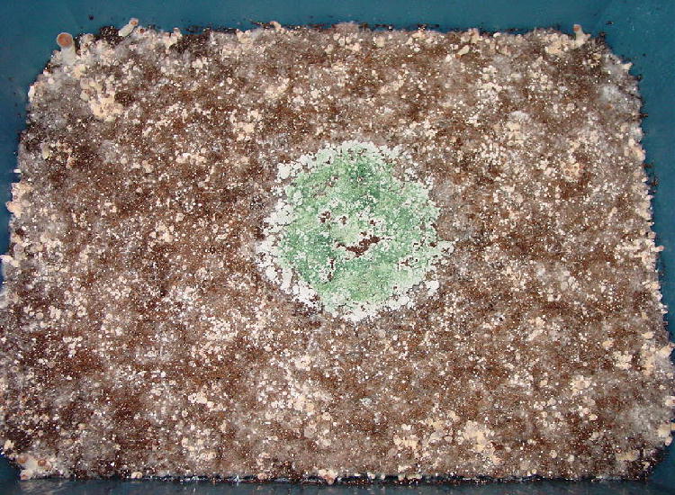 Green mold contamination in oyster mushroom cultivation