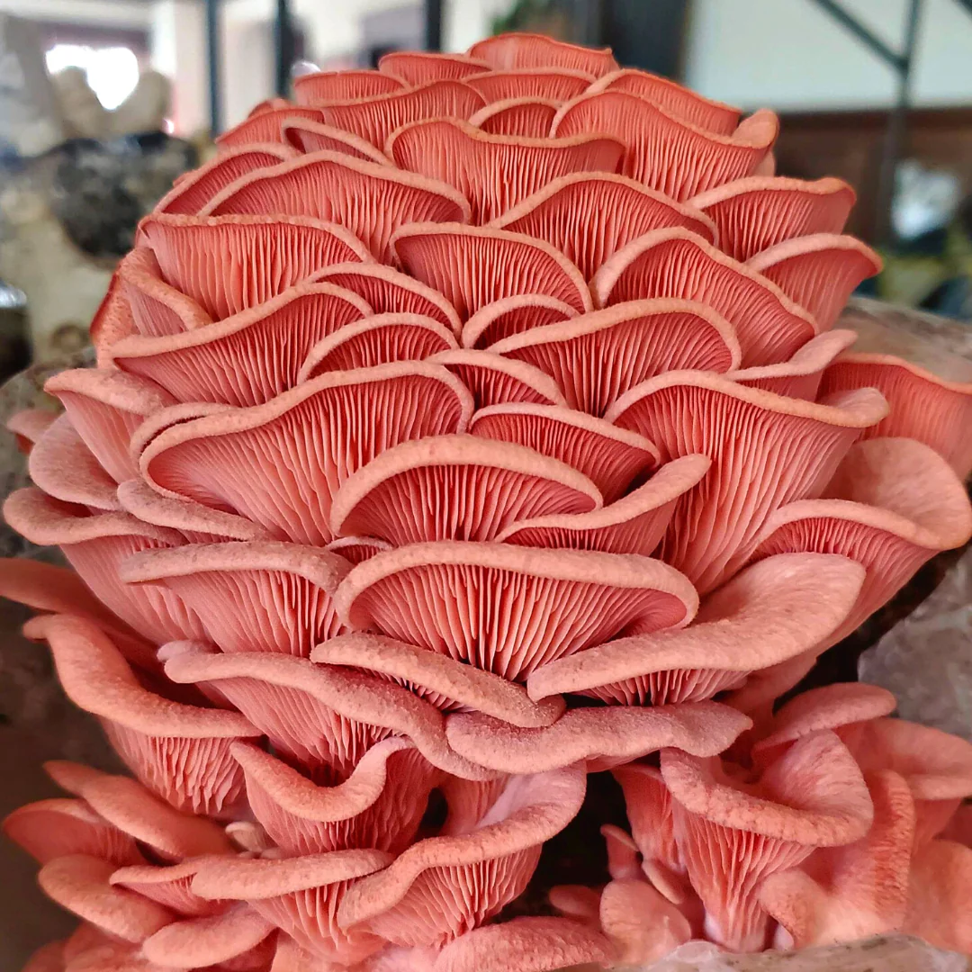 Seasonal planning for continuous oyster mushroom production
