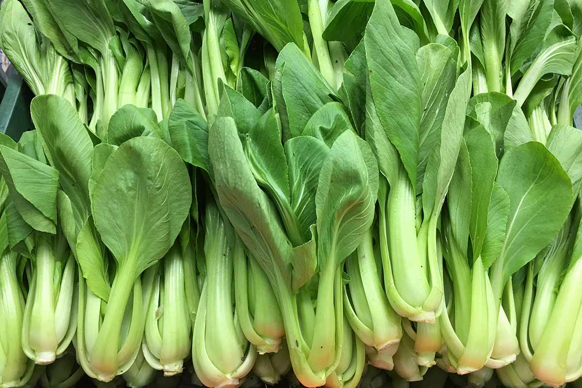 Pak Choi plant growth habit