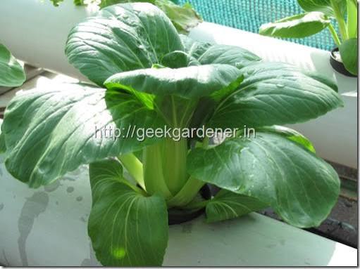 NFT hydroponic Pak Choi channels