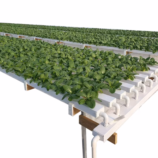 Pak Choi (Bok Choy) cultivation under NFT hydroponic system: botanical traits, nutrient management, and commercial yield potential