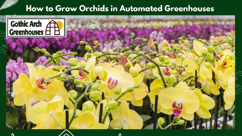 Automated greenhouse orchid production benches
