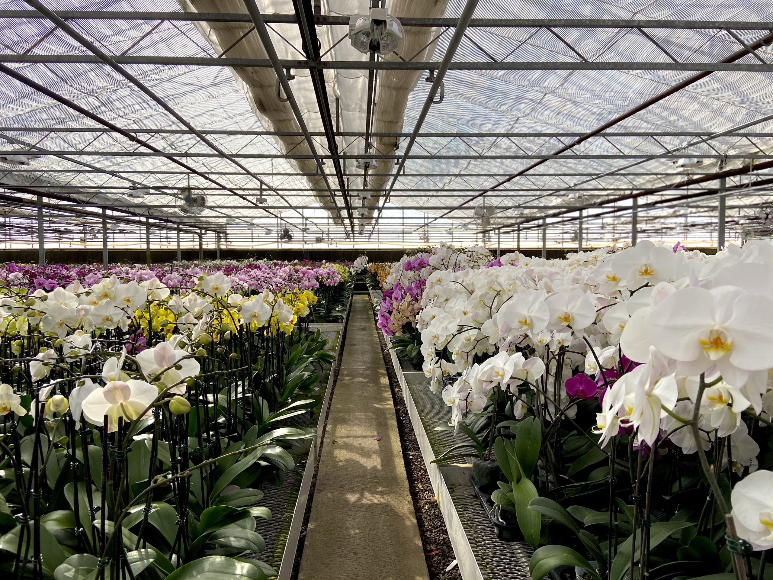Controlled glass greenhouse environment for orchids