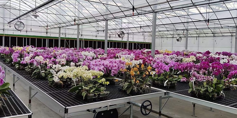 Global innovation and advanced orchid production systems