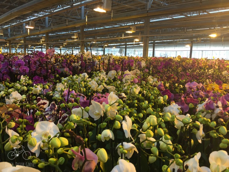 Optimized greenhouse layout for orchid production