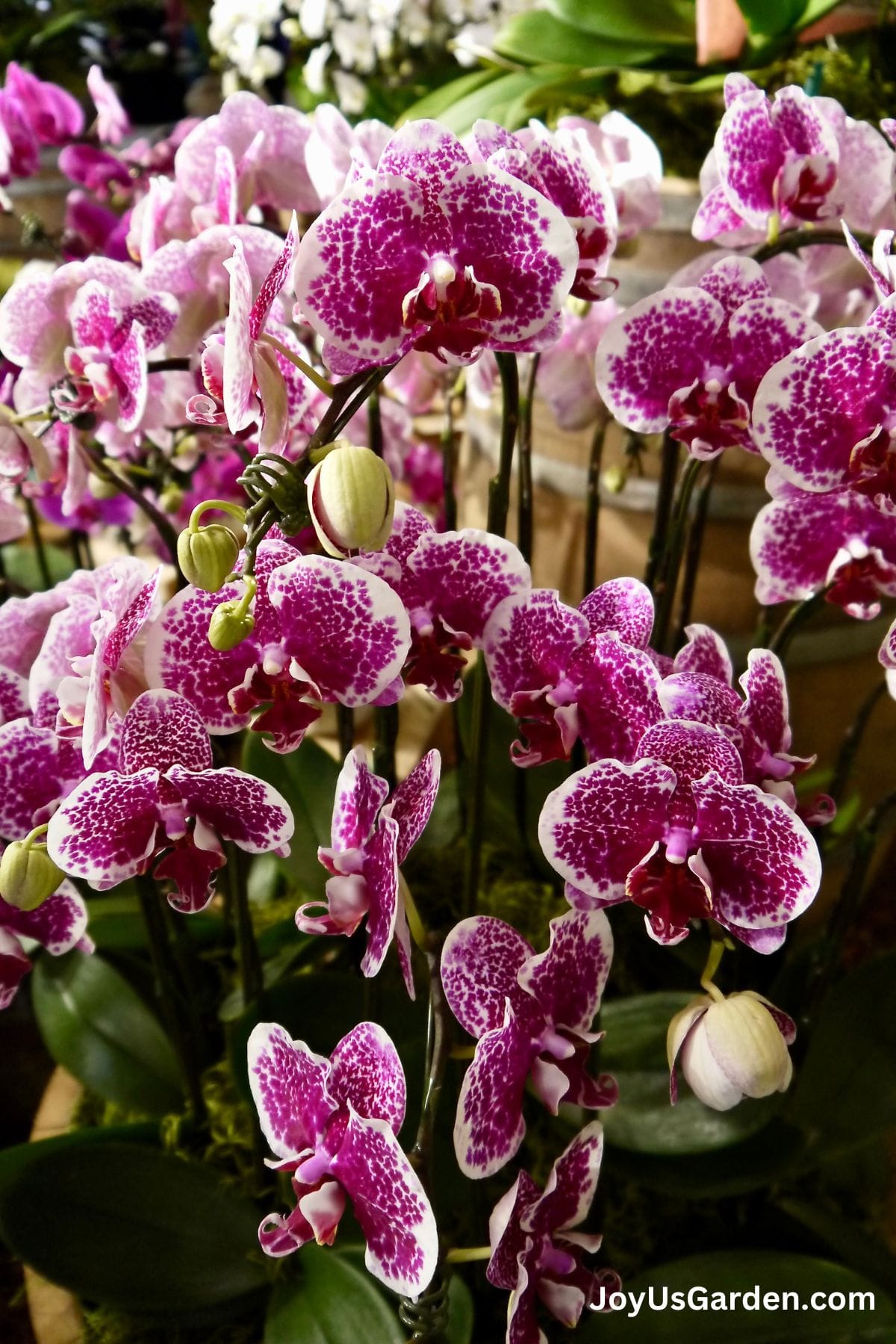 Moth orchid plant and flower structure