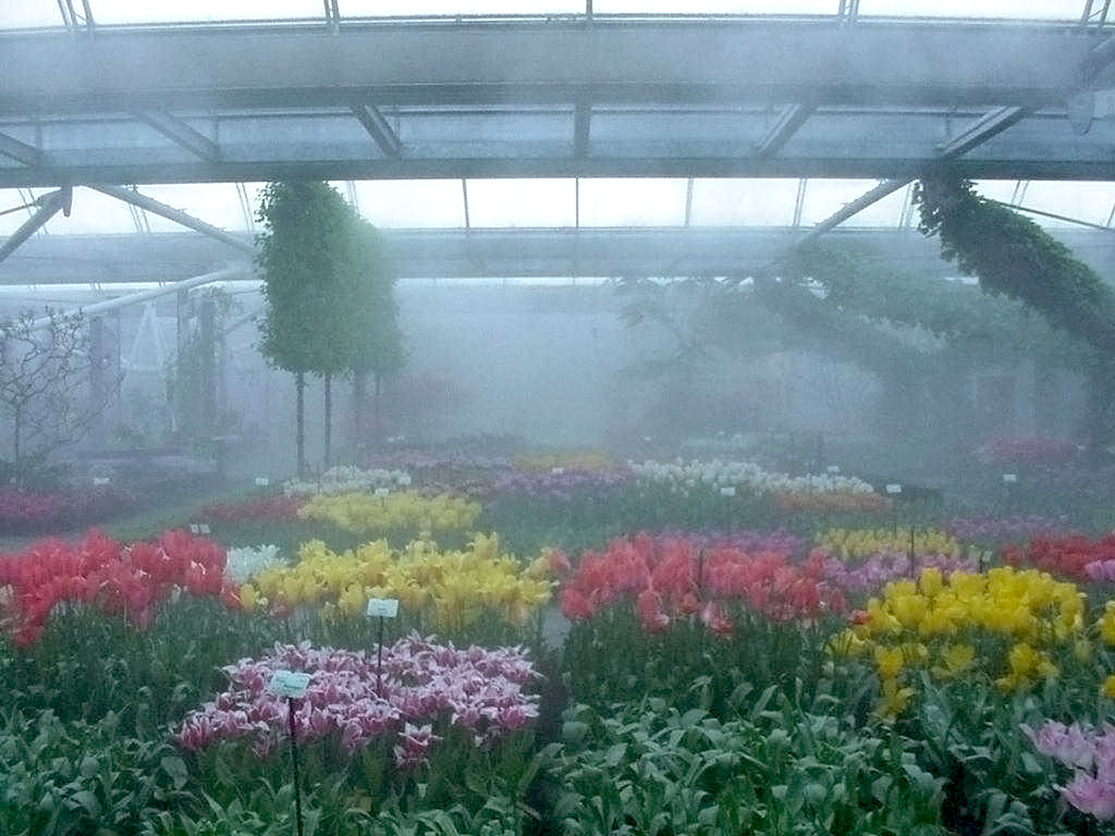 Fogging system for orchid greenhouse humidity control