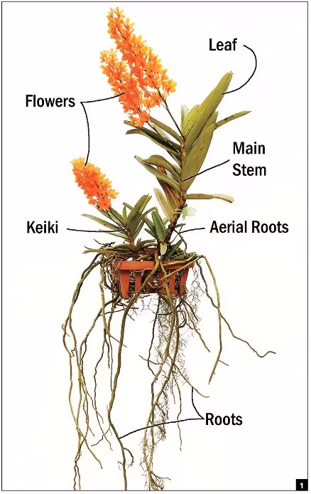 Phalaenopsis aerial root system and attachment habit