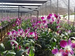 Phalaenopsis cultivation in polyhouse structure
