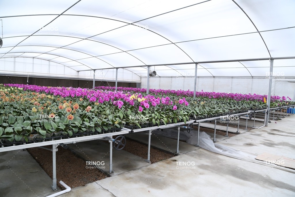 Phalaenopsis Orchid Cultivation: Why Glass Greenhouses Outperform Polyhouses in Tropical Production