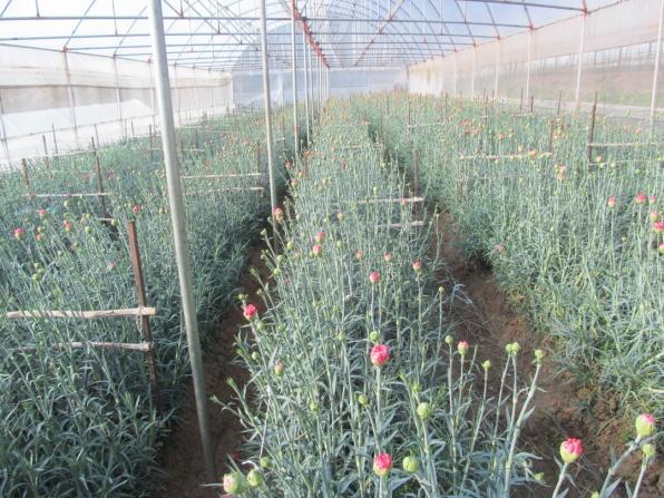 Panoramic View of Caranation