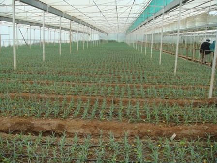 Budding Floricuture Farm