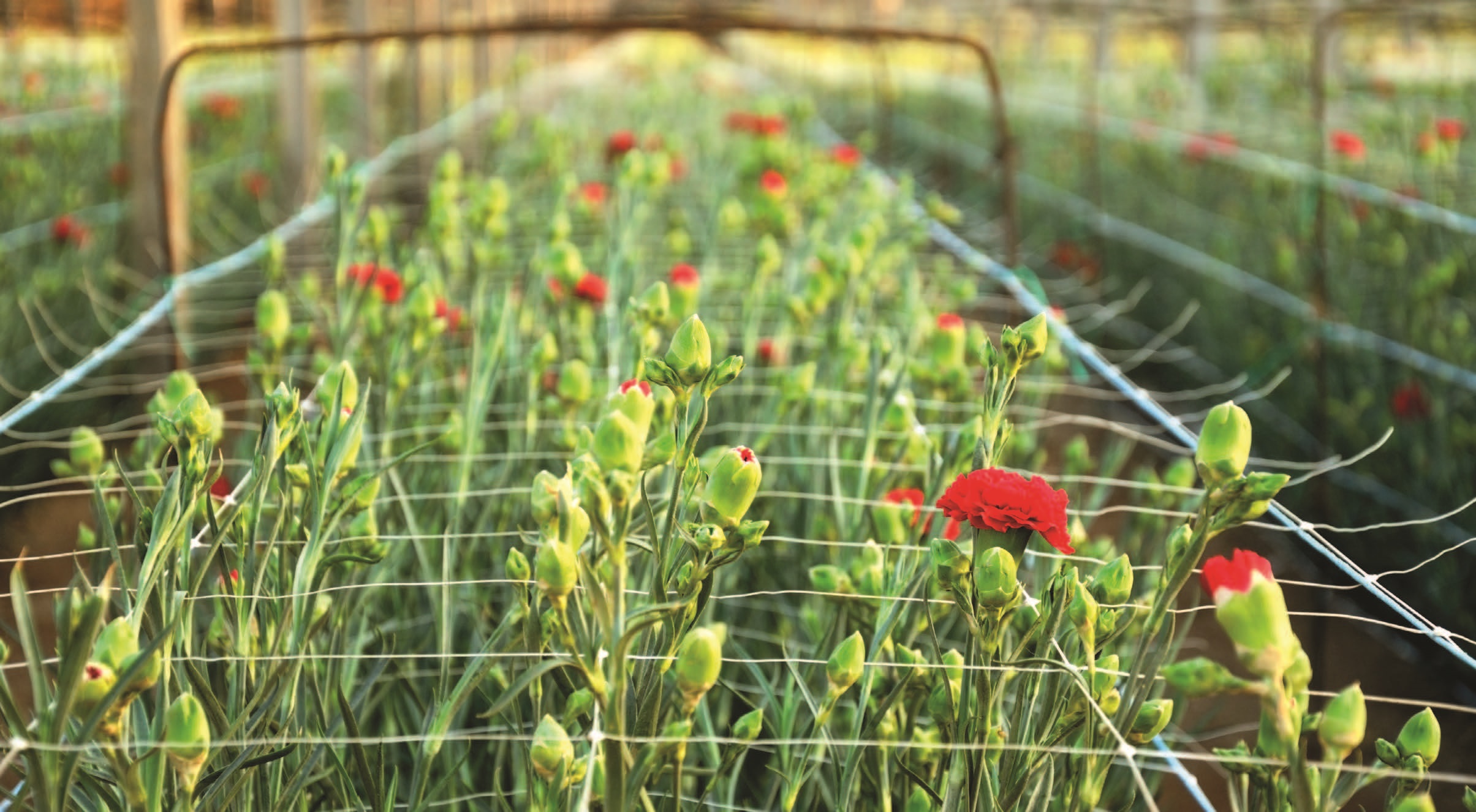 Growing tips Caranation