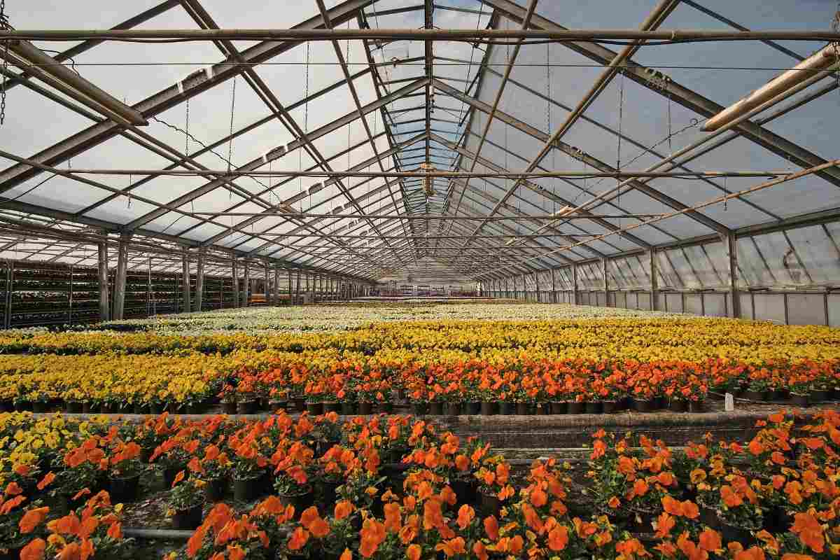 Green house flower production India