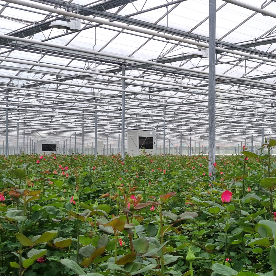 Rose Green House Guide