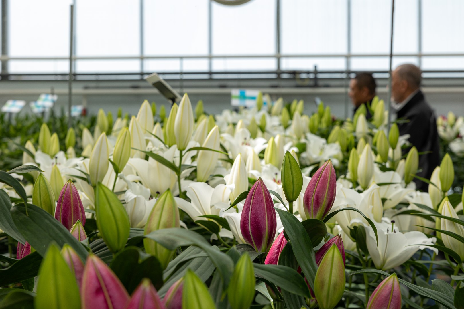 Lush lilies in Green House