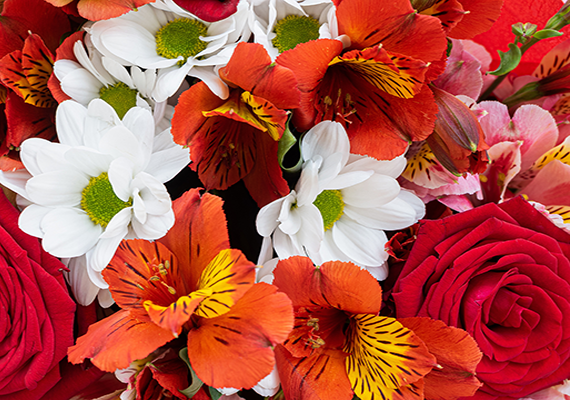 various poly house flowers