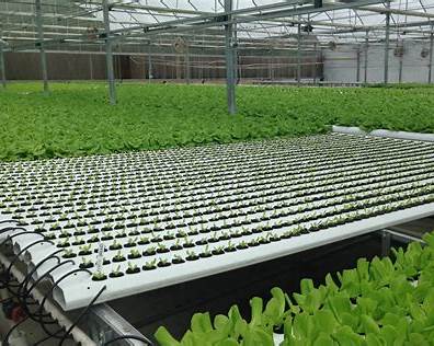 NFT hydroponic system