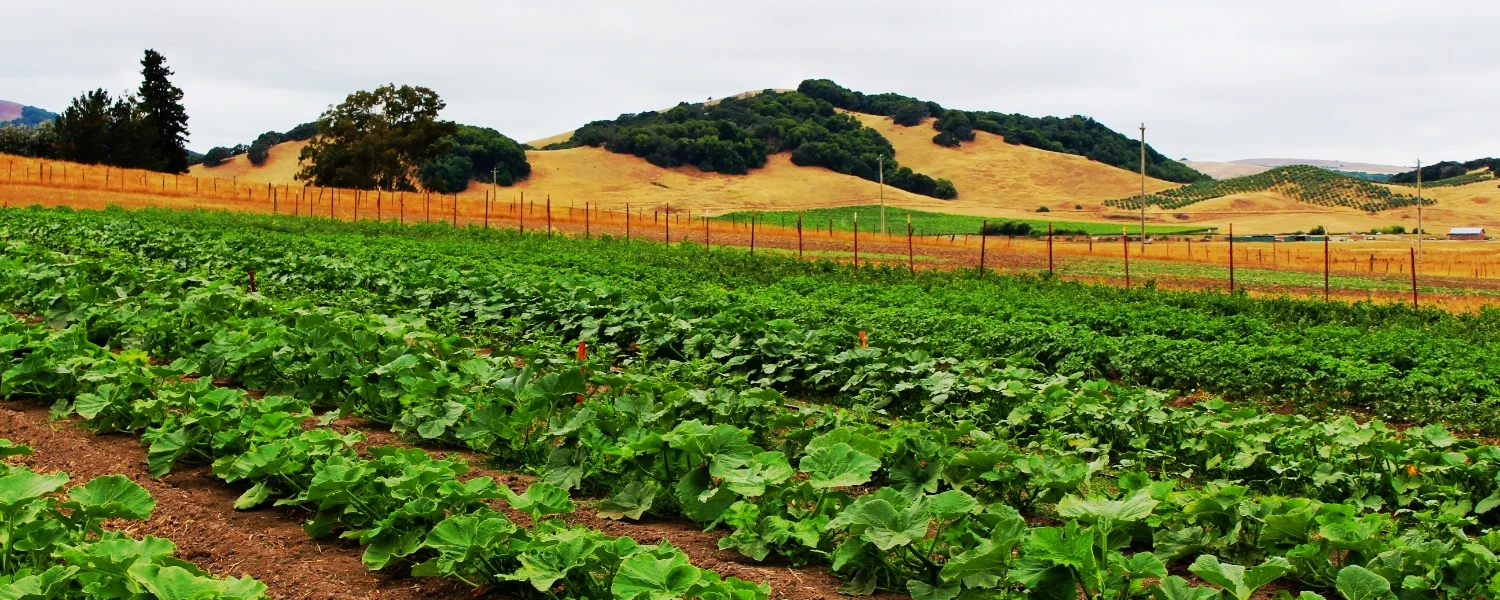open field cultivation