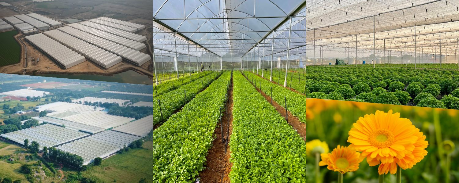 Protected Cultivation Systems Explained: From Open Field to NFT Hydroponics