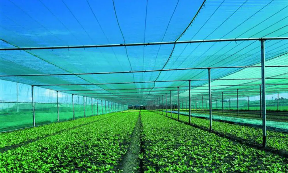 Shade net house cultivation