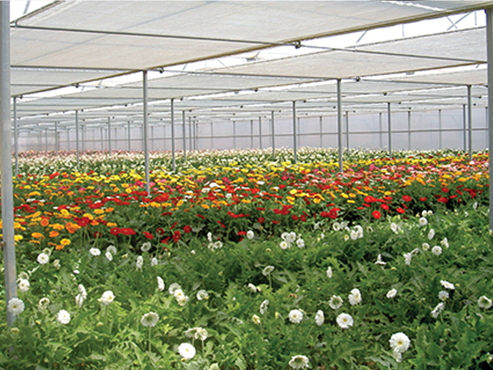Shade net house cultivation