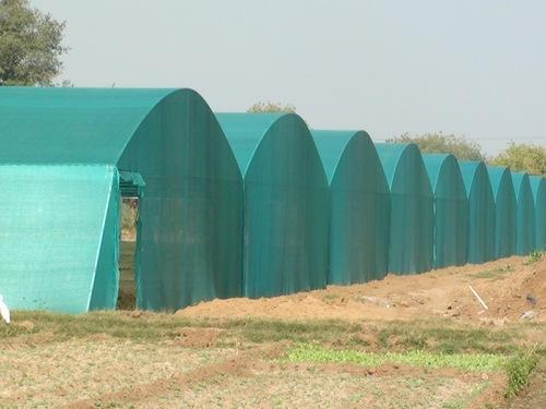 Shade net house cultivation