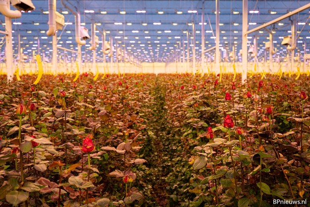 Commercial Red Naomi rose greenhouse production