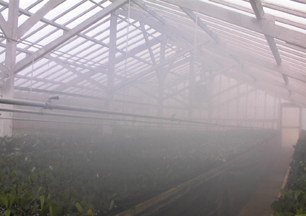 Rose fertigation management under glass greenhouse