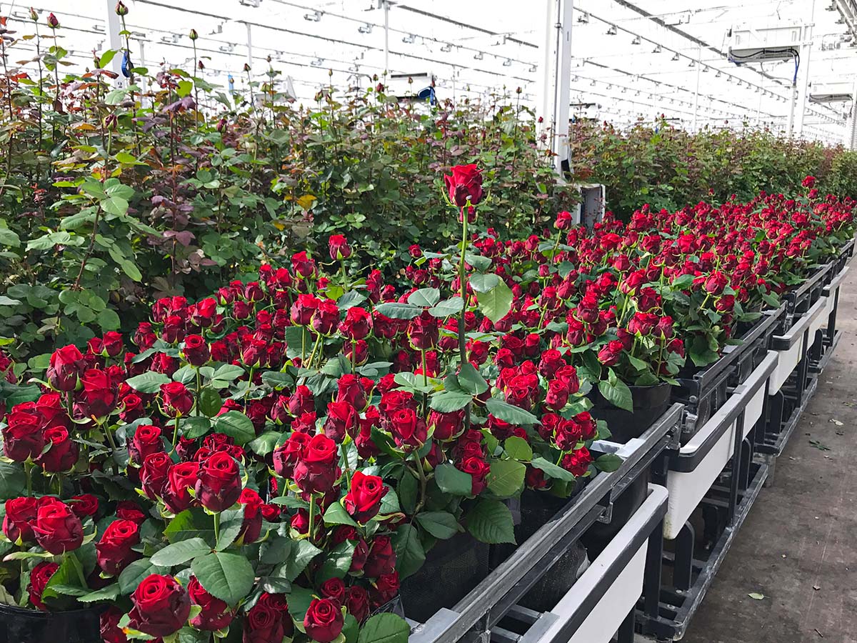 Red Naomi Rose Nutrient Management and Fertigation Strategies in Glass Greenhouse Cultivation