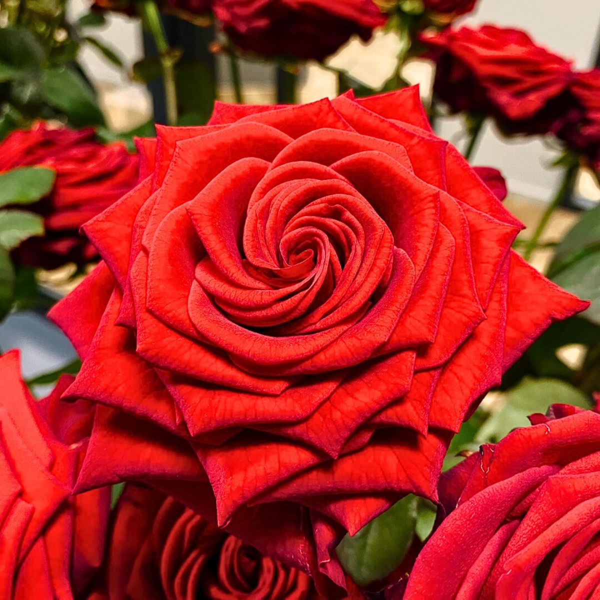 Red Naomi rose bud and bloom characteristics