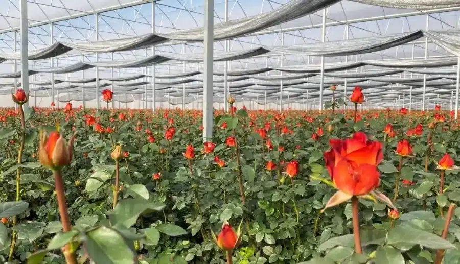 Glass greenhouse rose beds