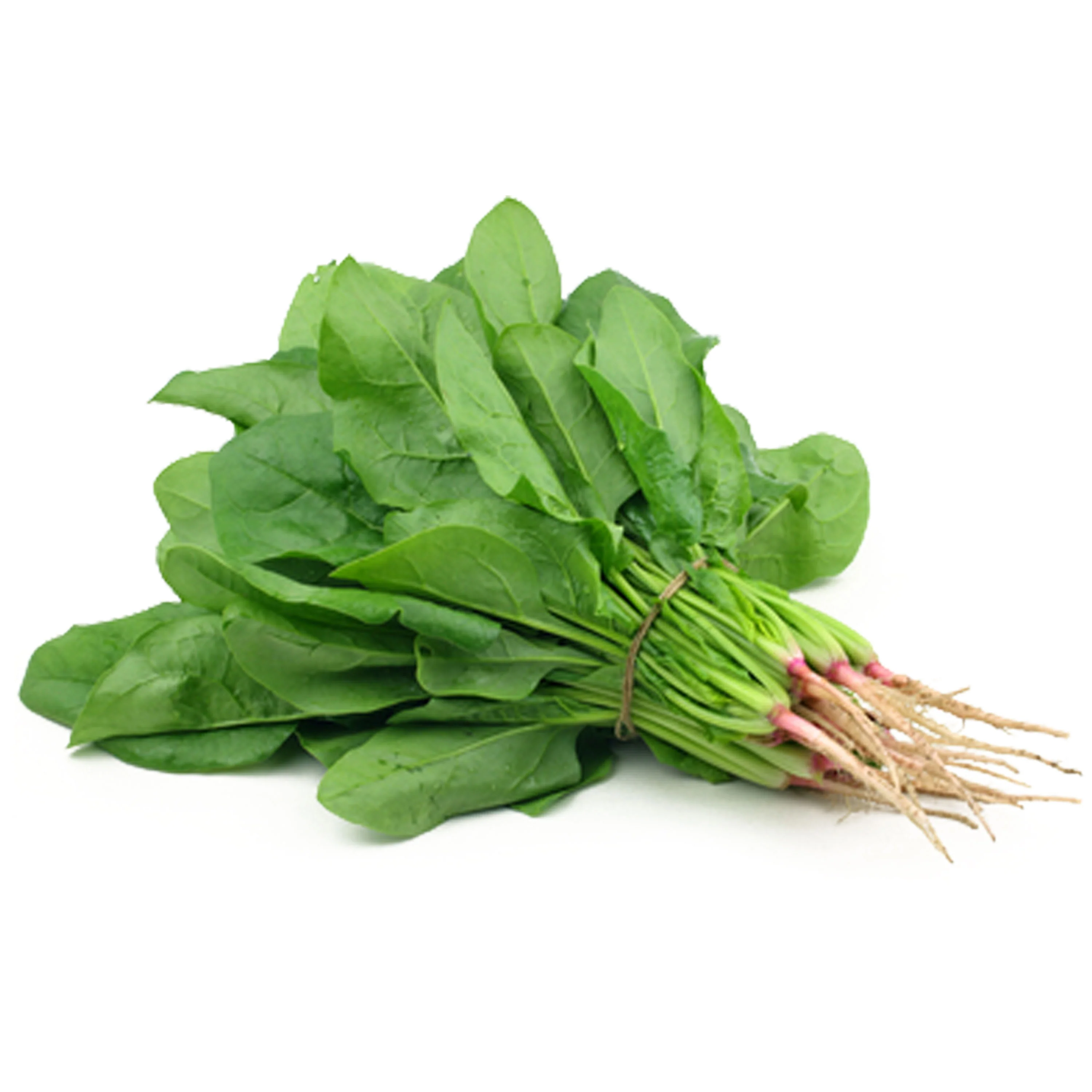 Harvested Organic spinach grown in NFT system